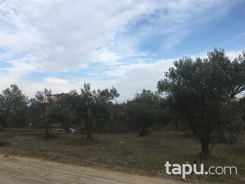 Çanakkake Ezine Geyikli Köyünde 240 m2 İmarlı Arsa