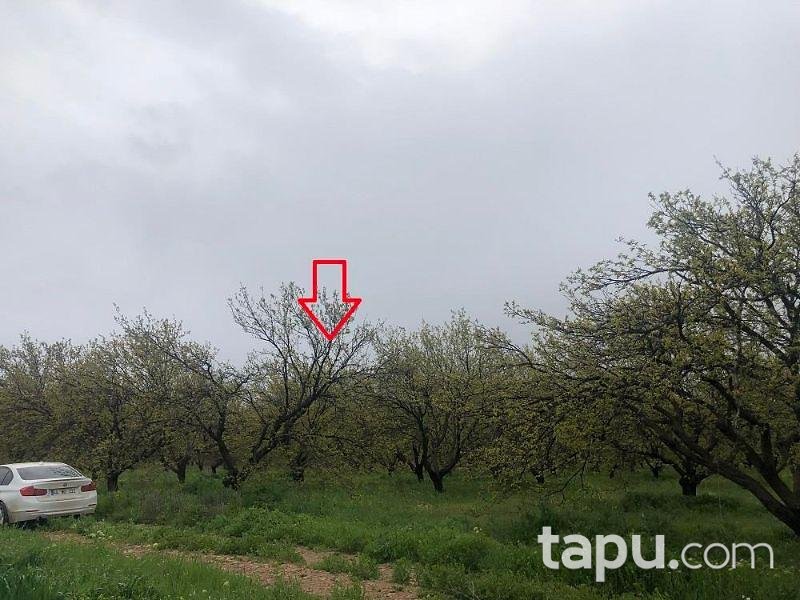 Malatya Akçadağ Ilıcak Mahallesinde 12 Dönüm Kayısı Bahçesi