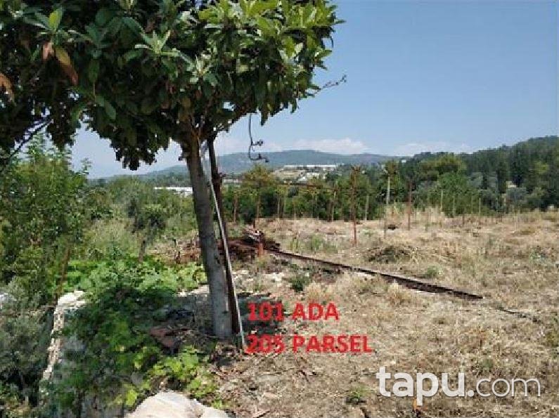 Antalya Kumluca İncircik Köyünde 13554 m2 Tarla