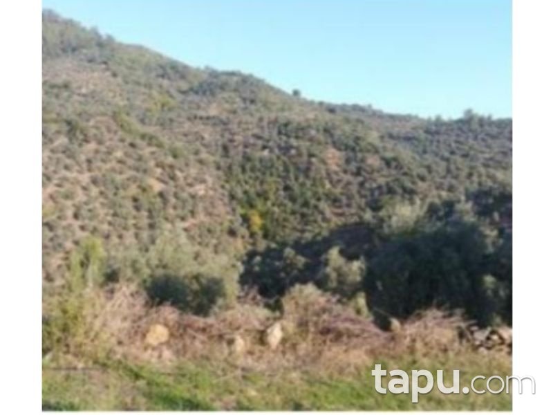 Muğla Milas Akçalı Mahallesinde 11 Dönüm Zeytinlik