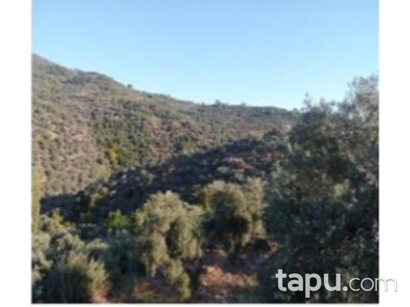 Muğla Milas Akçalı Mahallesinde 11 Dönüm Zeytinlik