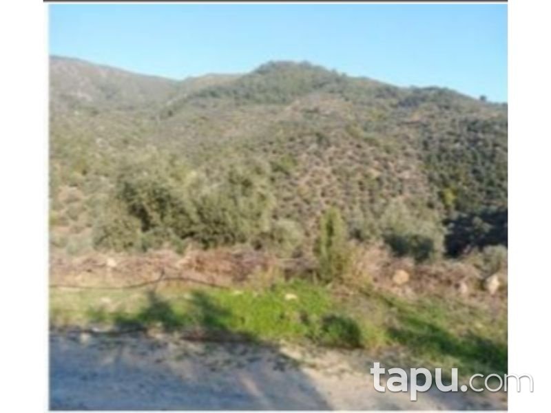 Muğla Milas Akçalı Mahallesinde 11 Dönüm Zeytinlik