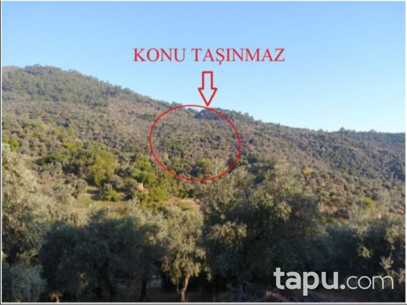 Muğla Milas Akçalı Mahallesinde 11 Dönüm Zeytinlik