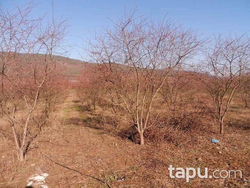 Bilecik Osmaneli Çerkeşli Köyünde 4207 m2 Tarla