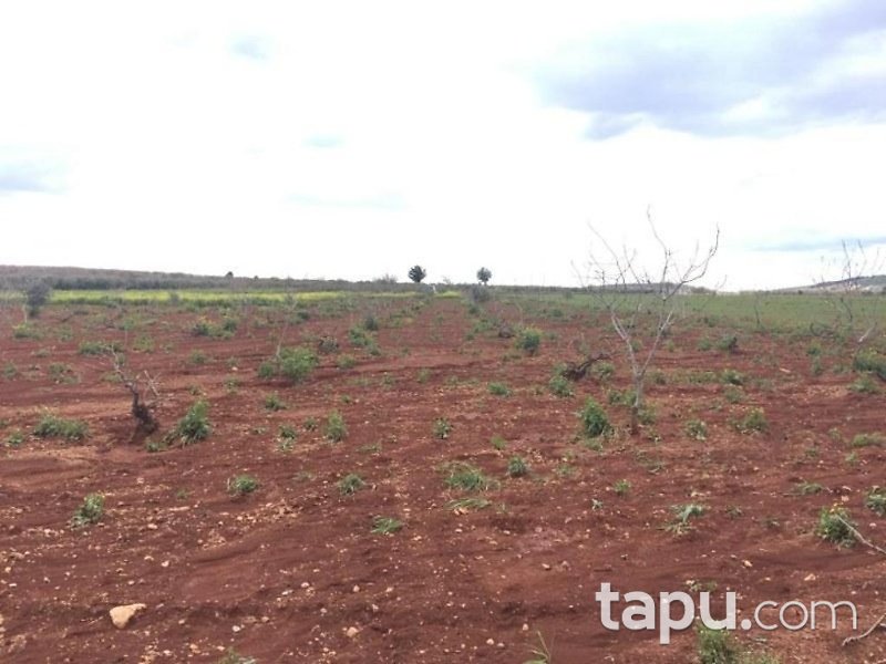 Gaziantep Oğuzeli Altınyurt Mahallesinde 8100 m2 Bahçe