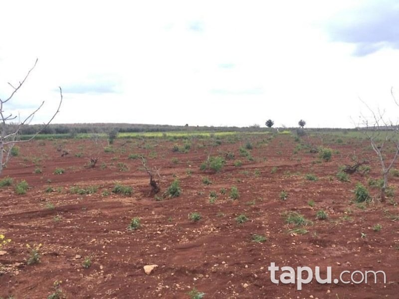 Gaziantep Oğuzeli Altınyurt Mahallesinde 8100 m2 Bahçe