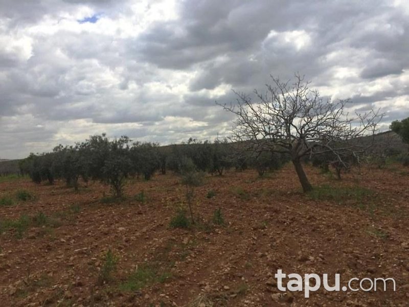 Gaziantep Oğuzeli Altınyurt Mahallesinde 8100 m2 Bahçe
