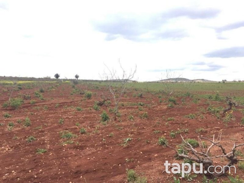 Gaziantep Oğuzeli Altınyurt Mahallesinde 8100 m2 Bahçe