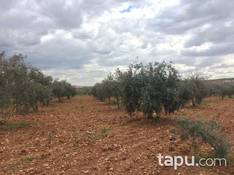 Gaziantep Oğuzeli Altınyurt Mahallesinde 8100 m2 Bahçe