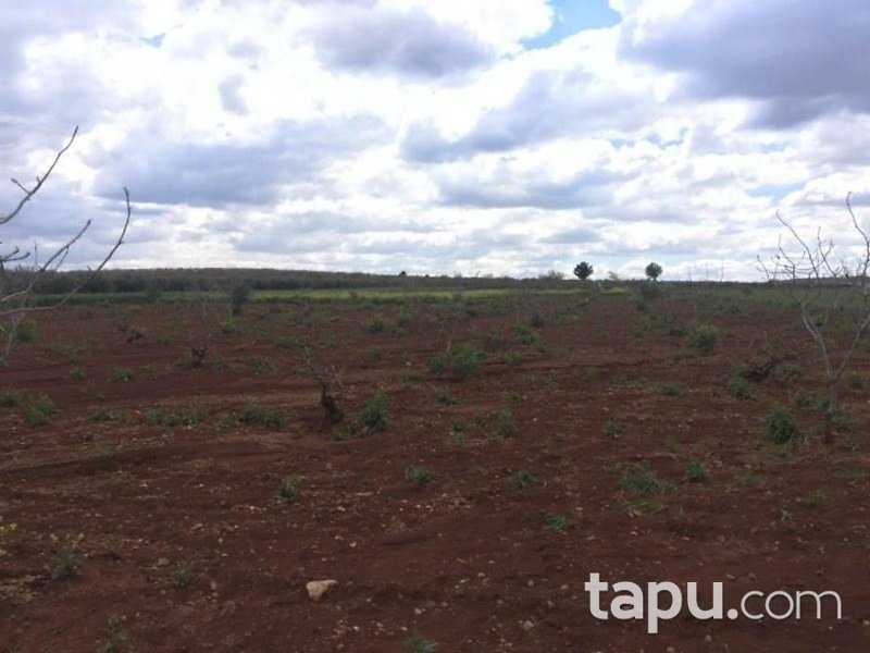 Gaziantep Oğuzeli Altınyurt Mahallesinde 8100 m2 Bahçe