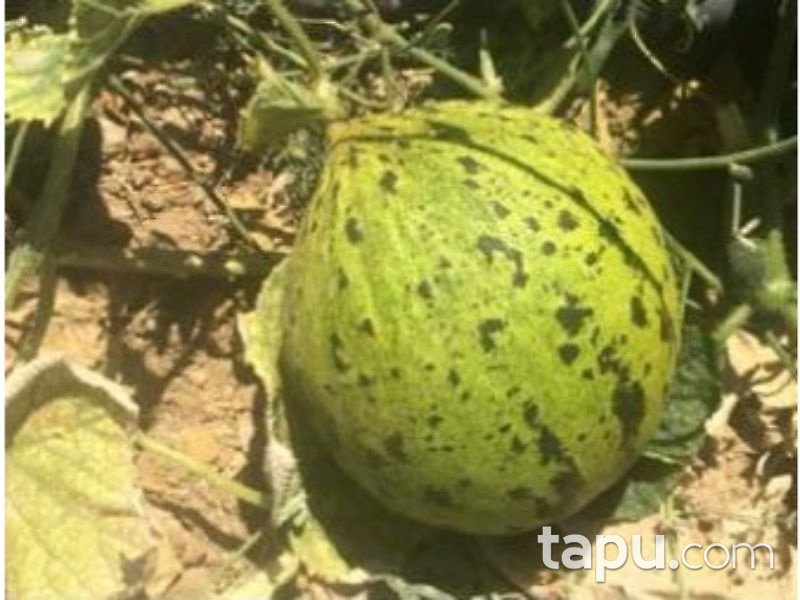 Afyonkarahisar Dinar Akgün Köyunden 4000 m2 Tarla