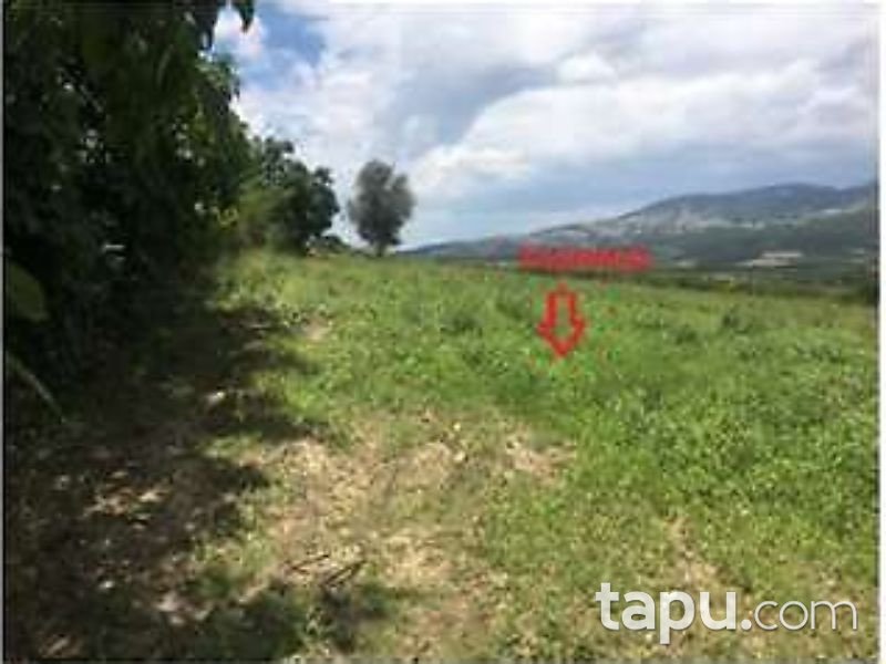 Bursa İznik Karatekin Mahallesinde 3200 m2 Tarla