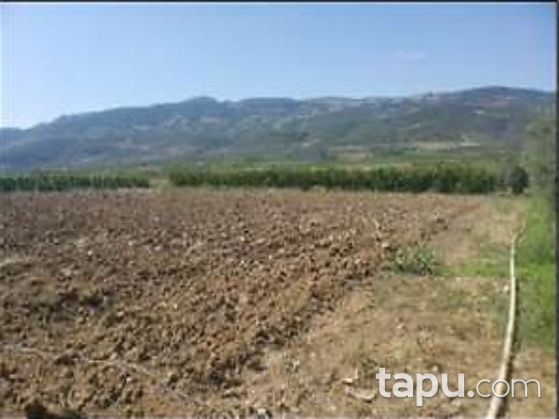 Bursa İznik Karatekin Mahallesinde 3200 m2 Tarla
