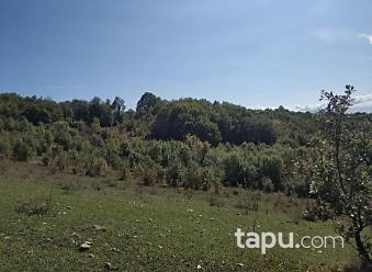 Bartın Amasra Kazpınarı Mahallesi'nde 6687m2 Tarla