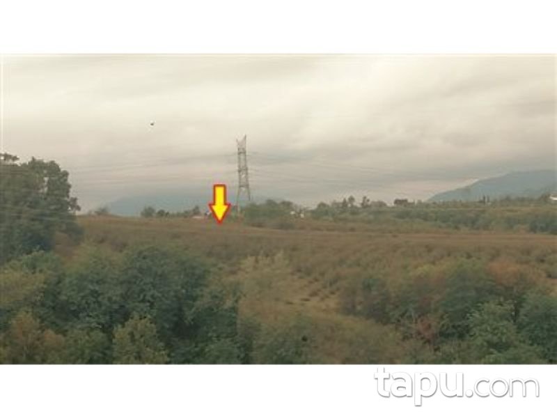 Samsun Çarşamba Yukarı Ağçagüney Mahallesi'nde 19996 m2 Fındık Bahçesi