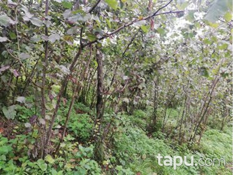 Ordu Gürgentepe Tikenlice Mahallesi'nde Kagir Ev ve Fındık Bahçesi