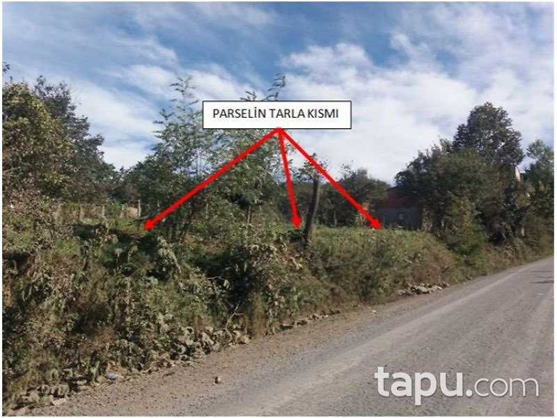 Ordu Gürgentepe İlçesi Akmescit Mahallesinde 1818 m2 Fındık Bahçesi