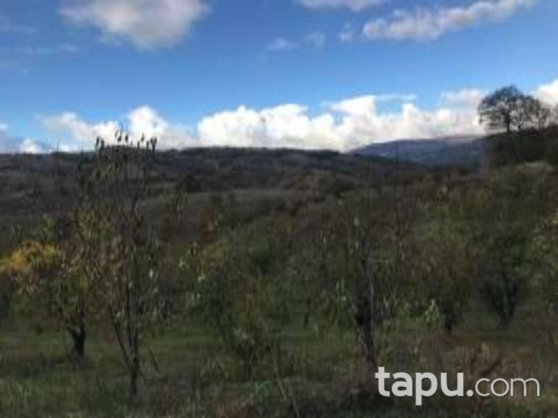 Bursa İznik Tacir Mahallesi'nde 5017 m2 Tarla