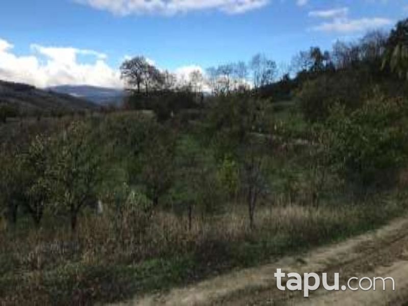 Bursa İznik Tacir Mahallesi'nde 5017 m2 Tarla