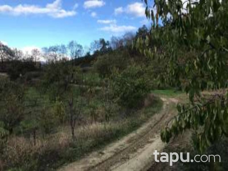 Bursa İznik Tacir Mahallesi'nde 5017 m2 Tarla