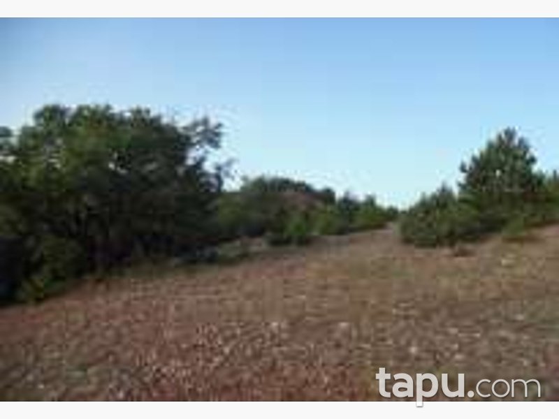 Bolu Göynük Ceylanlı'da 4201 m2 Tarla