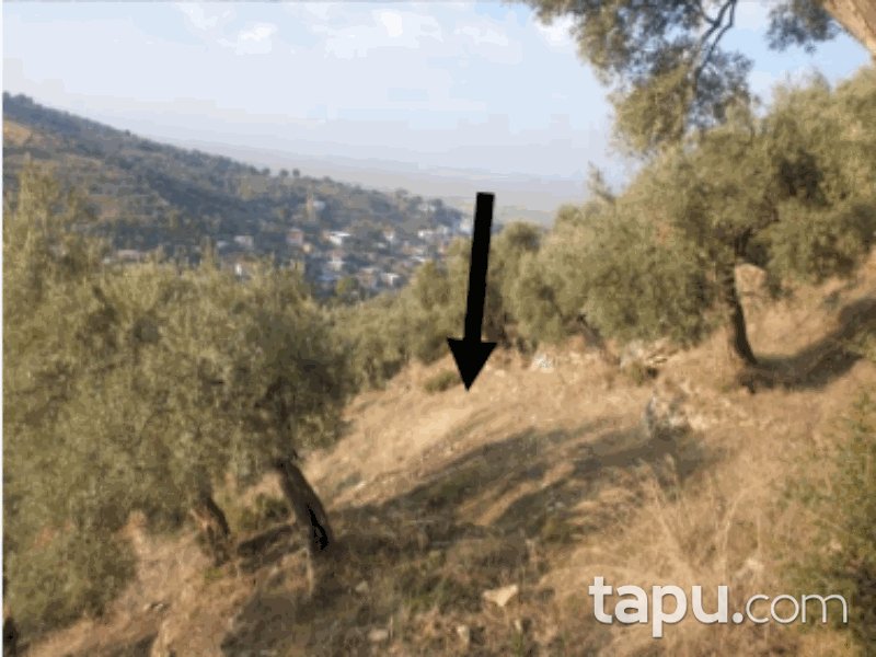 Aydın Koçarlı Yeni Mahallesi'nde 2964 m2 Zeytinlik (858)