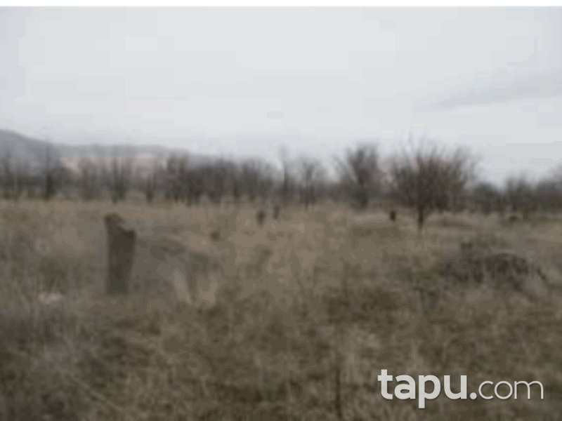 Isparta Senirkent Onaltı Haziran Mahallesi'nde 1274 m2 Bağ (1059)