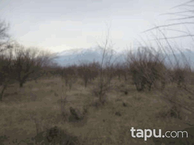 Isparta Senirkent Onaltı Haziran Mahallesi'nde 4522 m2 Bağ (1060)