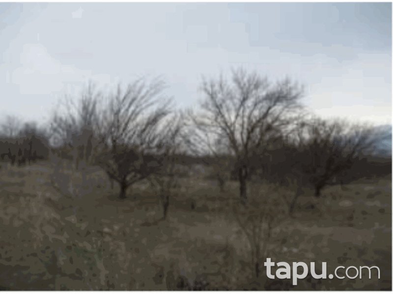 Isparta Senirkent Onaltı Haziran Mahallesi'nde 4522 m2 Bağ (1060)