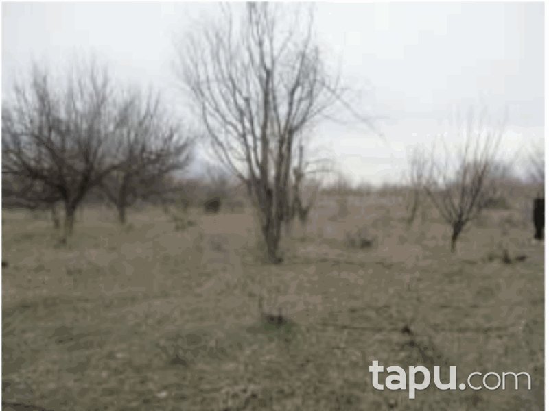 Isparta Senirkent Onaltı Haziran Mahallesi'nde 4522 m2 Bağ (1060)