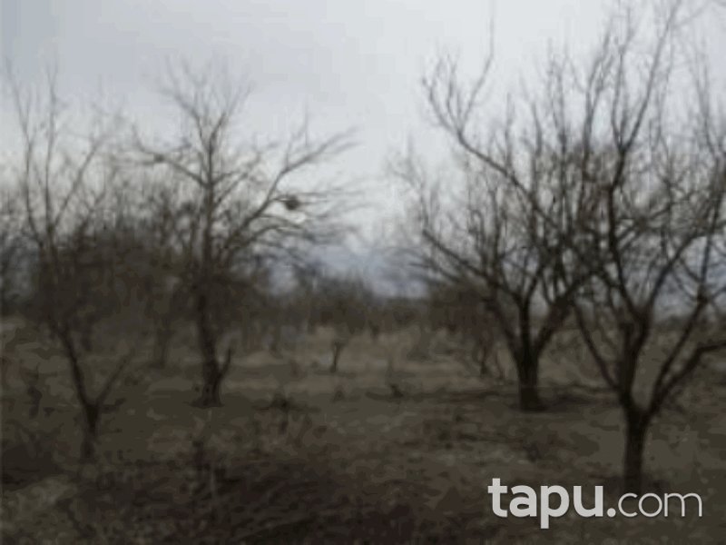 Isparta Senirkent Onaltı Haziran Mahallesi'nde 4714 m2 Bağ (1061)