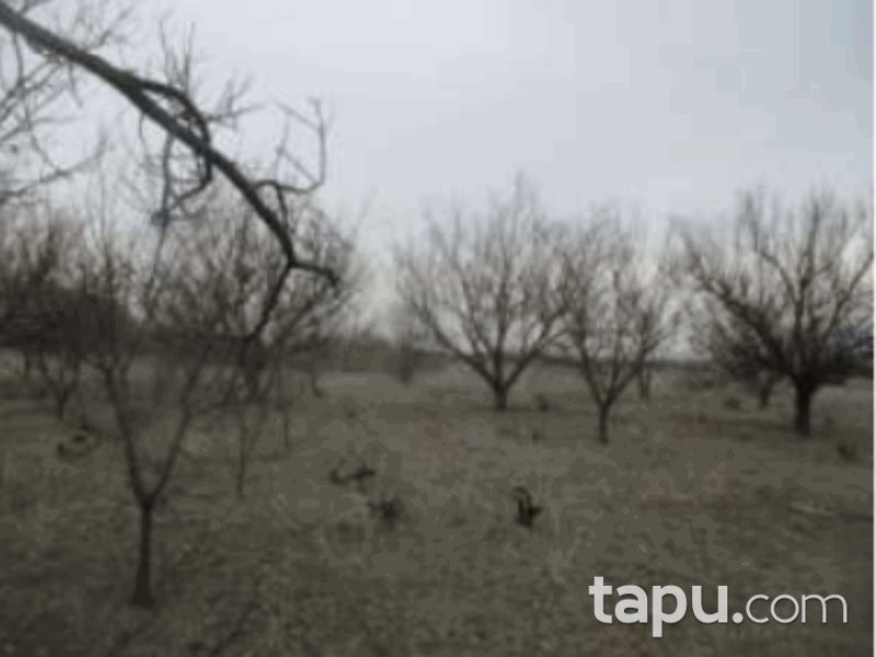 Isparta Senirkent Onaltı Haziran Mahallesi'nde 4714 m2 Bağ (1061)