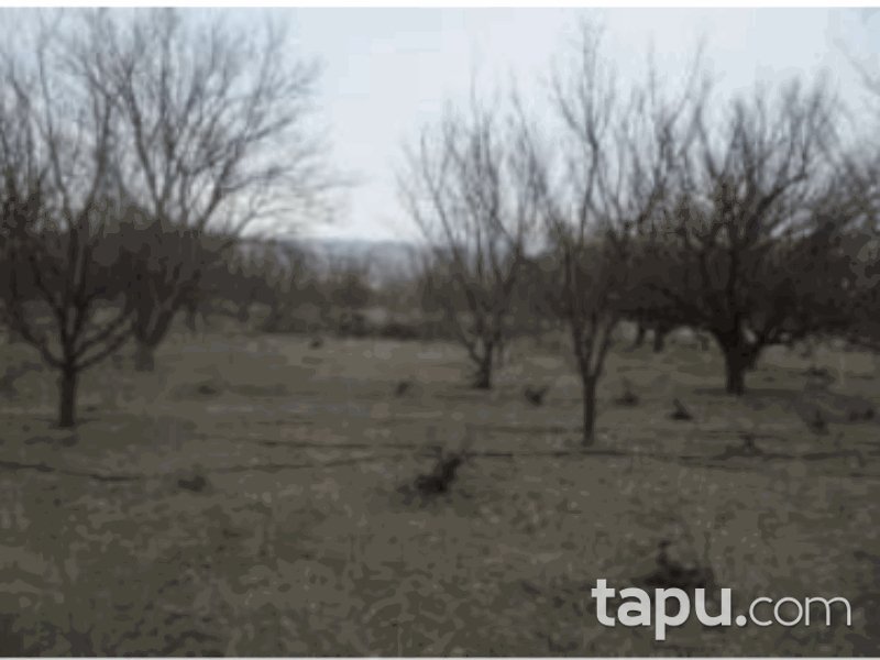 Isparta Senirkent Onaltı Haziran Mahallesi'nde 4714 m2 Bağ (1061)