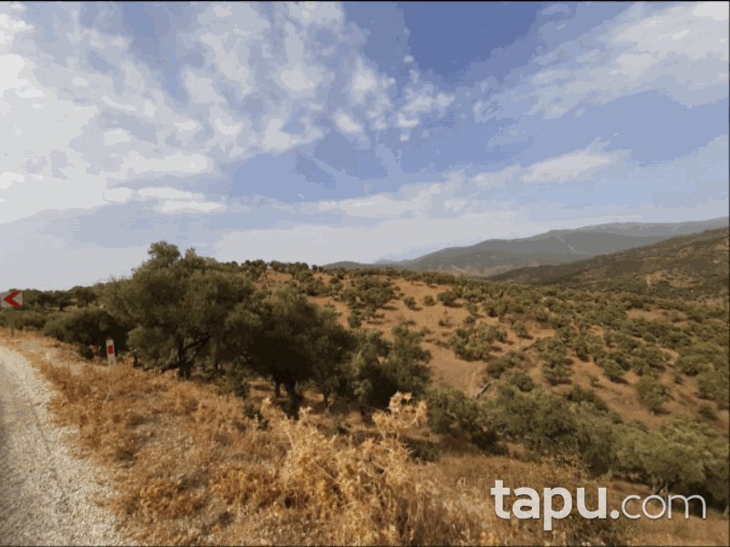 Bayındır Gaziler Mahallesi'nde 910 m2 Zeytin Bahçesi (1375)