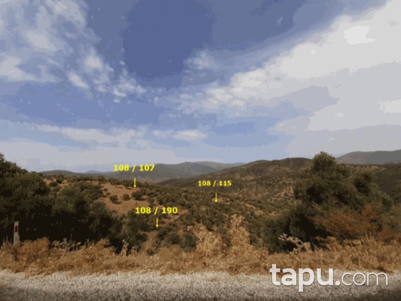 Bayındır Gaziler Mahallesi'nde 910 m2 Zeytin Bahçesi (1375)