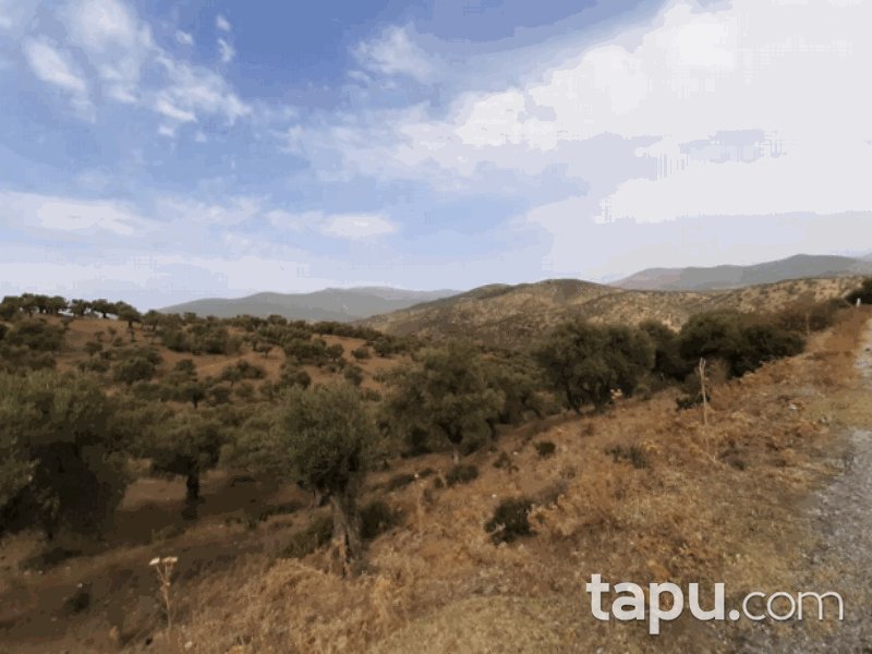 Bayındır Gaziler Mahallesi'nde 910 m2 Zeytin Bahçesi (1375)