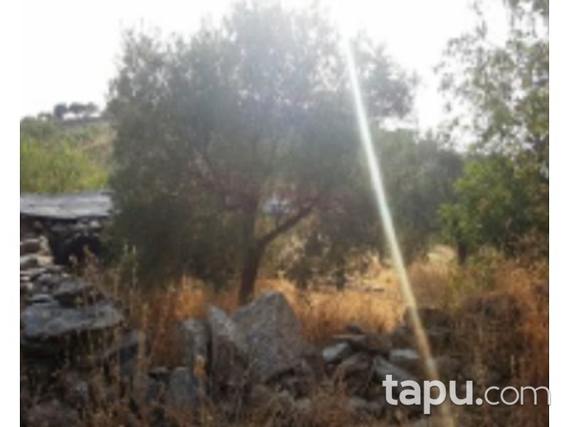 Aydın Yenipazar Karaçakal Mahallesi'nde 8 dönüm Zeytinlik