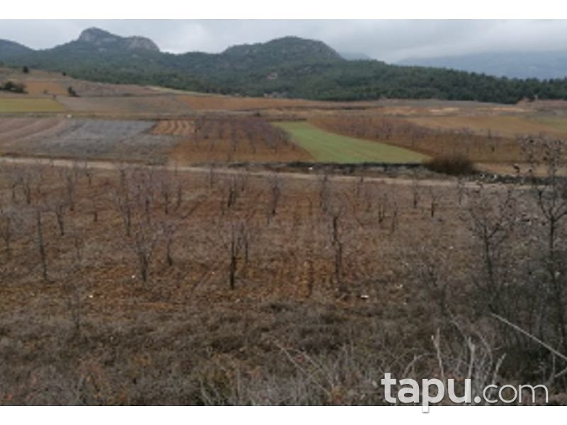 Bilecik Söğüt Geçitli Köyünde 3700 m2 Tarla