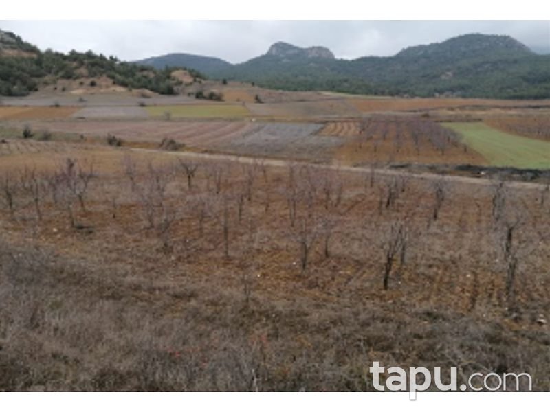Bilecik Söğüt Geçitli Köyünde 3700 m2 Tarla