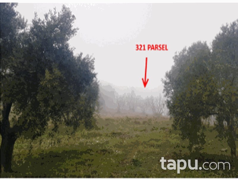 Aydın Efeler Gölcük Mahallesi'nde 5683 m2 İncir Bahçesi