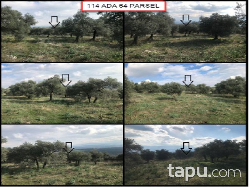 Aydın Germencik Balatçık Mahallesi'nde 9219 m2 Zeyntinlik