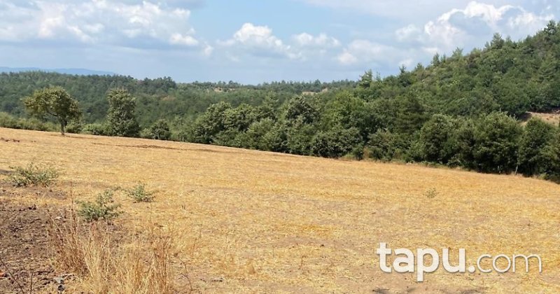 Çanakkale Yenice'de Tarım ve Hayvancılığa Uygun 20 Dönüm Tarla