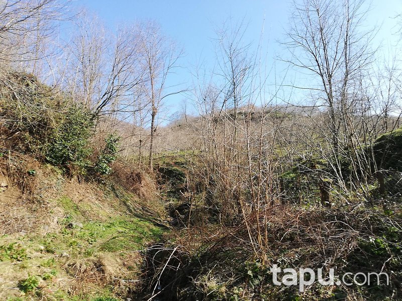 Samsun Ayvacık Eynel Mahallesi'nde 6067 m2 Fındık Bahçesi