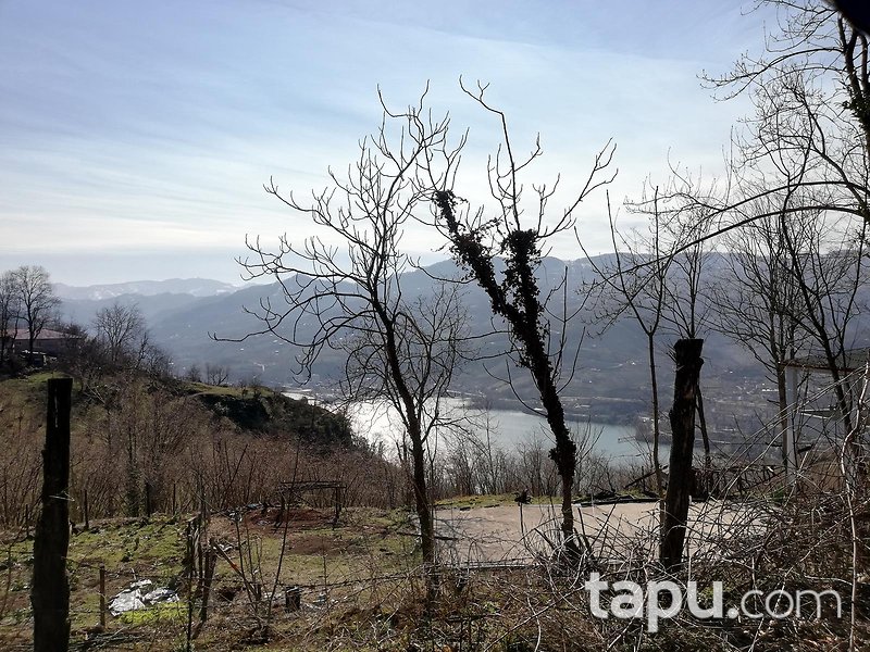 Samsun Ayvacık Eynel Mahallesi'nde 6067 m2 Fındık Bahçesi