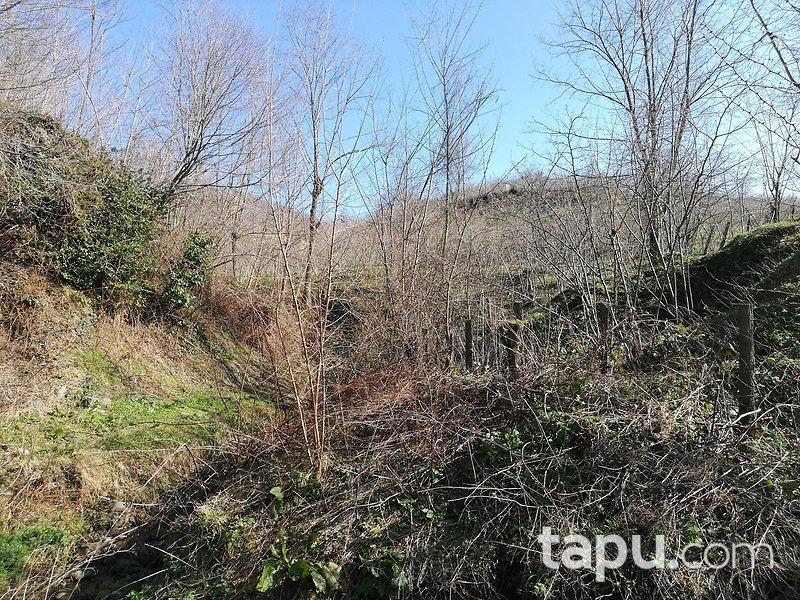 Samsun Ayvacık Eynel Mahallesi'nde 6067 m2 Fındık Bahçesi