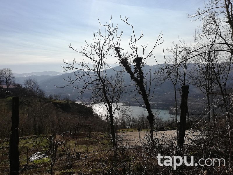 Samsun Ayvacık Eynel Mahallesi'nde 6067 m2 Fındık Bahçesi