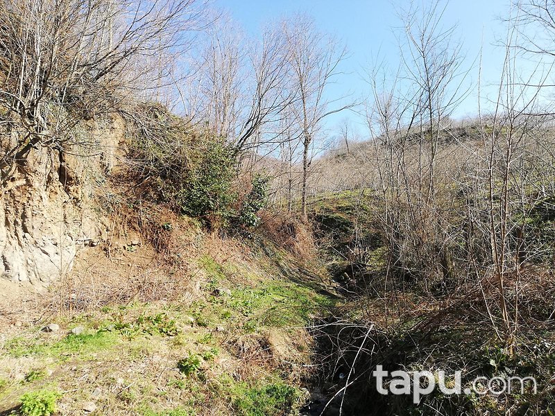 Samsun Ayvacık Eynel Mahallesi'nde 6067 m2 Fındık Bahçesi