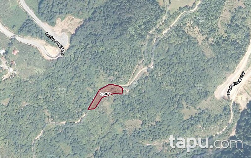 Artvin Borçka Düzenli Köyü'nde 3 Dönüm Fındık Bahçesi