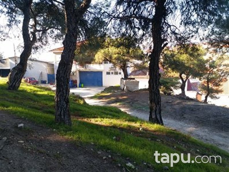 Manisa Kırkağaç Alifakı Mahallesi'nde Depo ve Zeytin Bahçesi