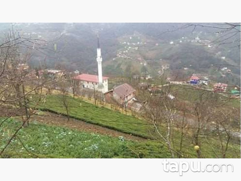 Trabzon Sürmene Birlik Köyü'nde 1.834 m2 Çay Bahçesi